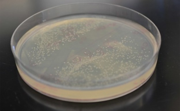 GMO bakterija stvara 50% više biogoriva GMO bakterija stvara 50% više biogoriva