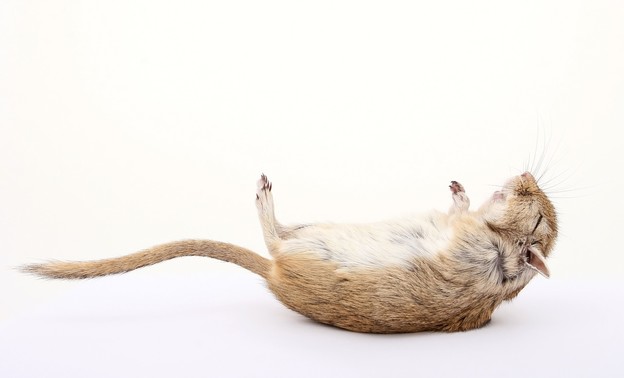 Idući koronavirus bi mogao stići od štakora