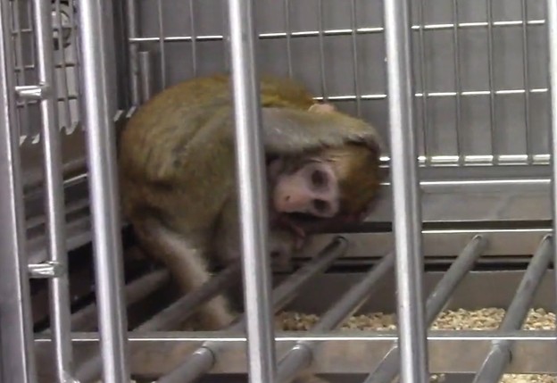 Klonirali majmune da se rađaju bolesni