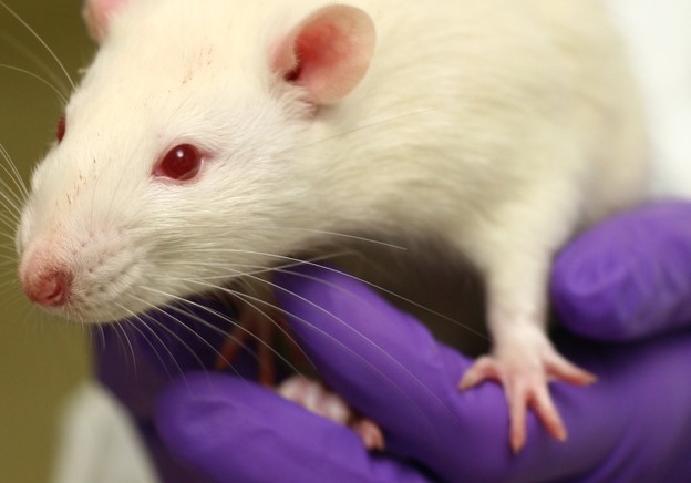 Korak smo bliže transplantaciji glave Korak smo bliže transplantaciji glave