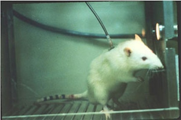 Laser liječi štakore od ovisnosti kokainom