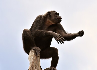 Ljudi su nastali od pijanih majmuna