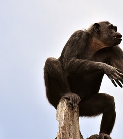 Ljudi su nastali od pijanih majmuna