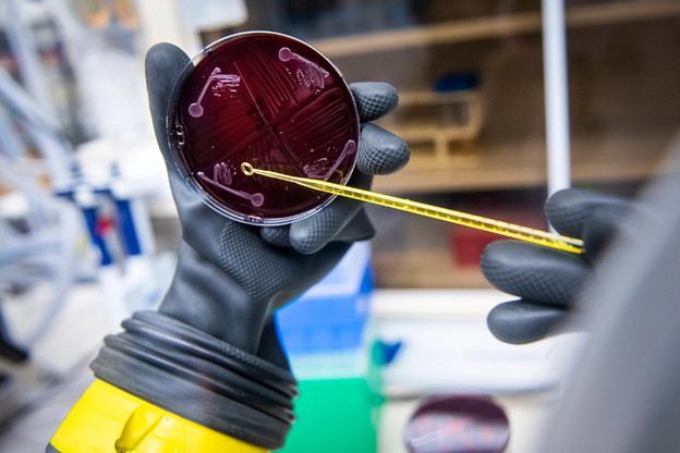 Ljudski mikrobiom kreiran u labu od 119 vrsta bakterija