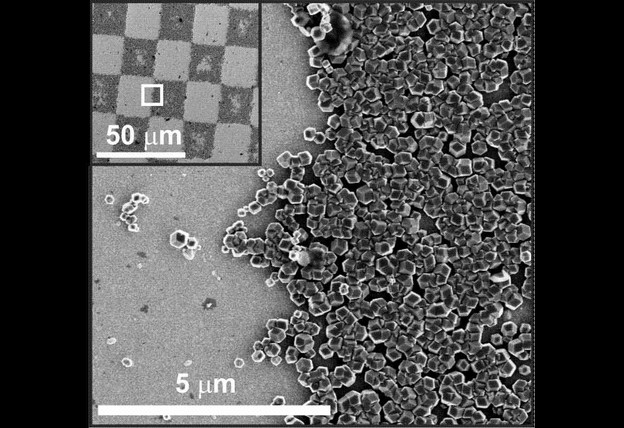 Magnetska bakterija za buduća bioračunala Magnetska bakterija za buduća bioračunala