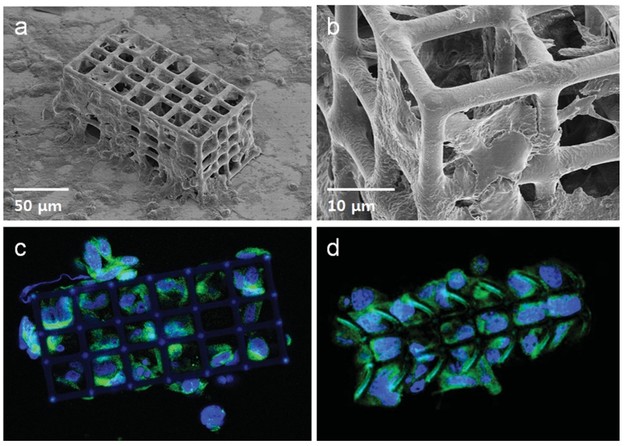 Magnetski nanobotovi dostavljaju lijekove u mozak Magnetski nanobotovi dostavljaju lijekove u mozak