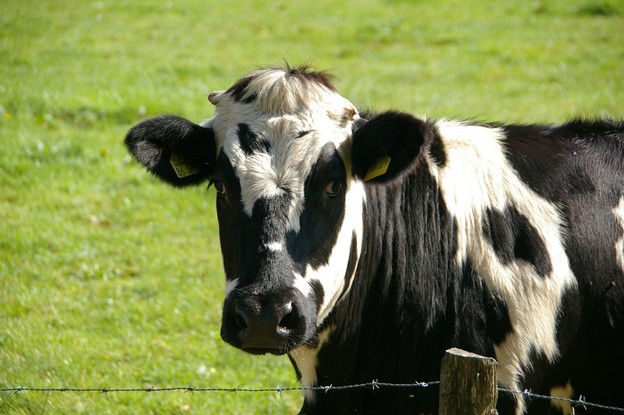Mikrobi u želucima krava razgrađuju plastiku