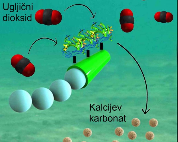 Mikroroboti za uklanjanje CO2 iz mora