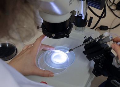 Molekularne škare ključne za razvoj embrija