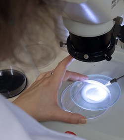 Molekularne škare ključne za razvoj embrija