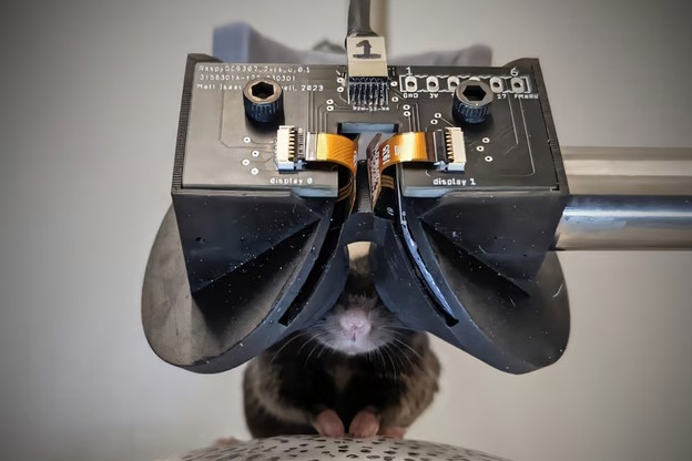 MouseGoggles su VR naočale za miševe MouseGoggles su VR naočale za miševe
