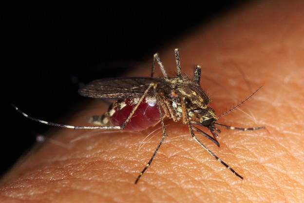 Nova sredstva protiv komaraca štite vas 8 sati
