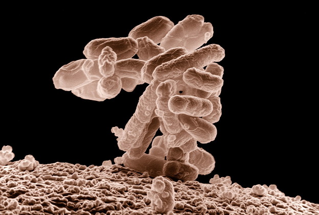 Novi antibiotik ubija desetke najjačih superbakterija Novi antibiotik ubija desetke najjačih superbakterija