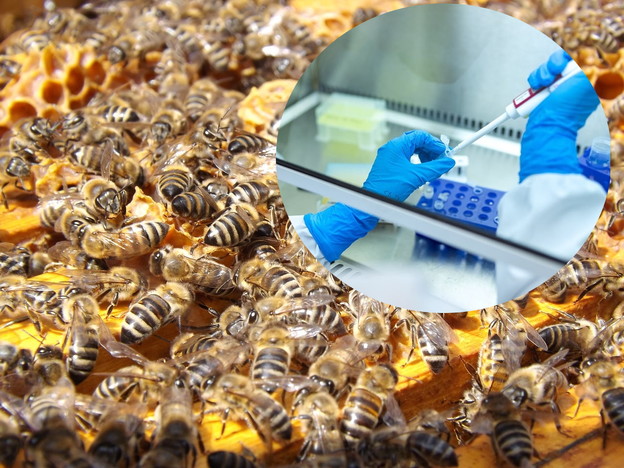 Odobreno prvo cjepivo za pčele