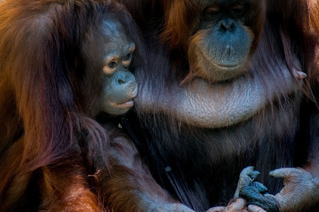 Orangutani komuniciraju pomoću 11 glasovnih fraza