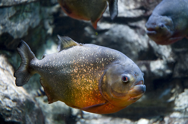Piranje više plaše nego što grizu Piranje više plaše nego što grizu