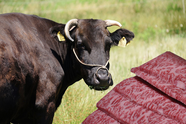 Prva 3D bioprintana Wagyu govedina Prva 3D bioprintana Wagyu govedina