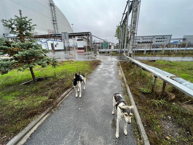 Psi iz Černobila imaju promijenjen DNK