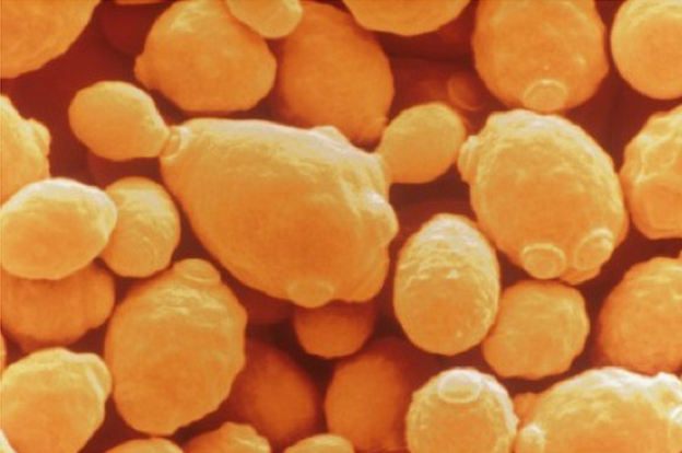 Revolucionarni kvasac za proizvodnju biogoriva Revolucionarni kvasac za proizvodnju biogoriva