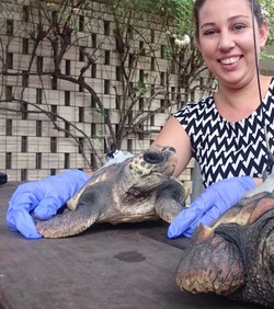 Ruđerovka otkriva tajni život morske kornjače