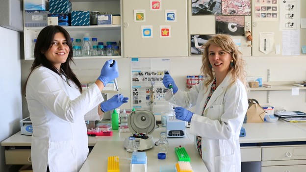 Ruđerovke otkrile složenost genetike kamenica Ruđerovke otkrile složenost genetike kamenica