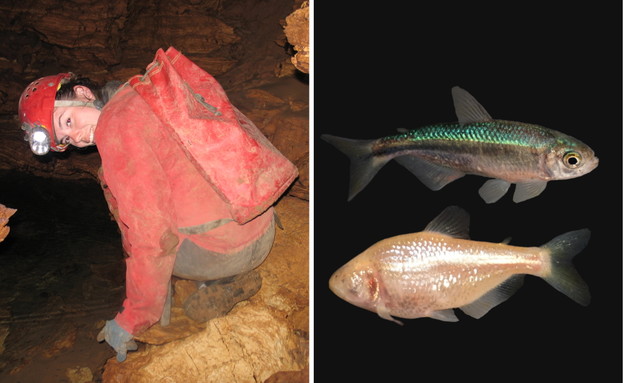 Ruđerovke otkrivaju evolucijske tajne u špiljama Ruđerovke otkrivaju evolucijske tajne u špiljama