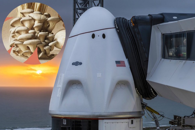 SpaceX uzgaja jestive gljive u svemiru SpaceX uzgaja jestive gljive u svemiru