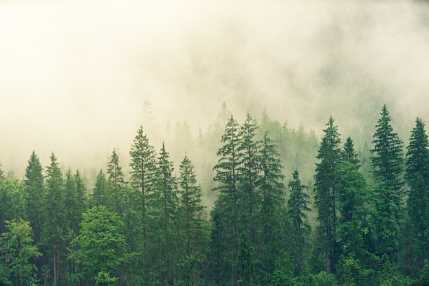 Spašavanje šuma nije rješenje 