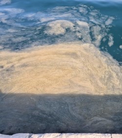 Što je pokrenulo veliki događaj morske sluzi u Jadranu