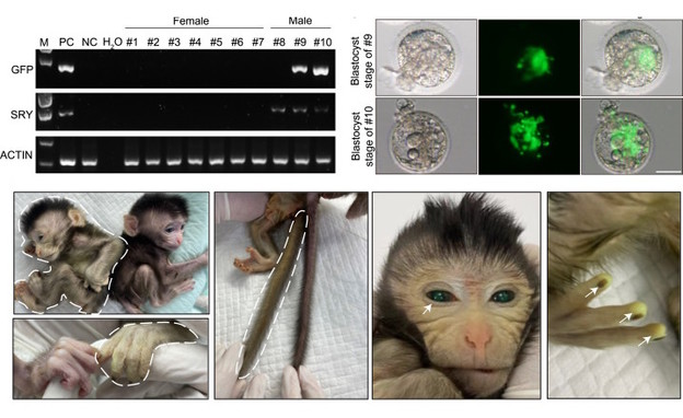 Stvoren prvi himerni majmun s dva seta DNK