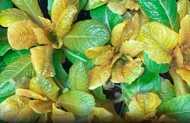 Super zlatna zelena salata s 30 puta više vitamina Super zlatna zelena salata s 30 puta više vitamina