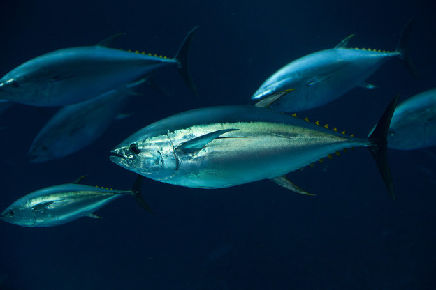 Tuna se hrani na velikim dubinama Tuna se hrani na velikim dubinama