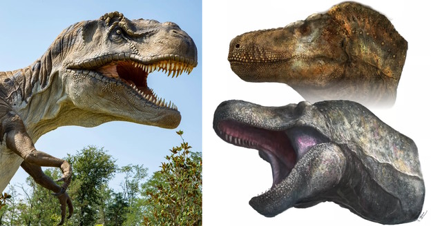 Tyrannosaurus rex nije izgledao kao u filmovima