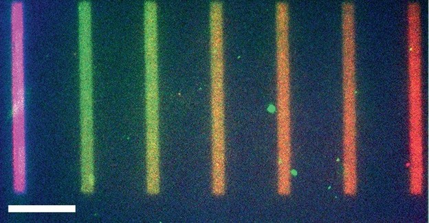 Umjetna stanica s proteinima, DNK i RNK na čipu