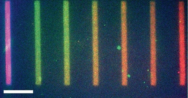 Umjetna stanica s proteinima, DNK i RNK na čipu Umjetna stanica s proteinima, DNK i RNK na čipu