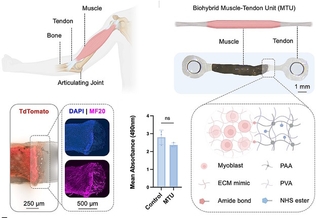 Umjetne tetive za robote na mišićni pogon
