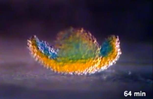 VIDEO: 3D printanje tkiva na bazi vode