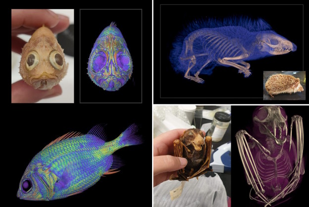 VIDEO: Besplatno pristupite tisućama CT skenova životinja