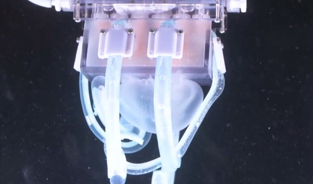 VIDEO: Mekani robot nježno hvata meduzu VIDEO: Mekani robot nježno hvata meduzu
