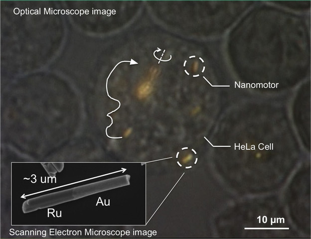 VIDEO: Minijaturni motori u živim ljudskim stanicama