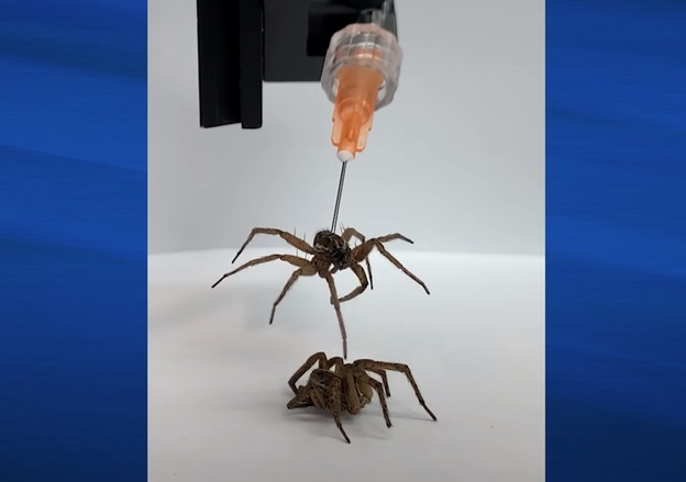 VIDEO: Mrtvi pauci pretvoreni u robote