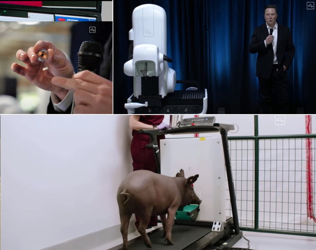 VIDEO: Musk demonstrirao moždani implantat na svinji VIDEO: Musk demonstrirao moždani implantat na svinji