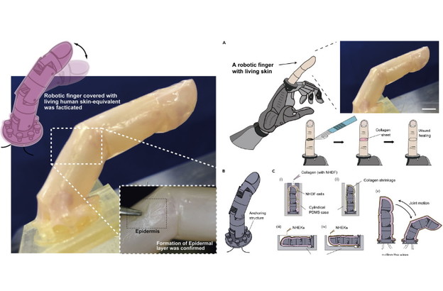 VIDEO: Robotski prst sa živom ljudskom kožom