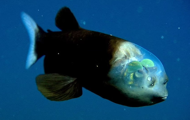 VIDEO: Snimljena alienska riba s prozirnom glavom