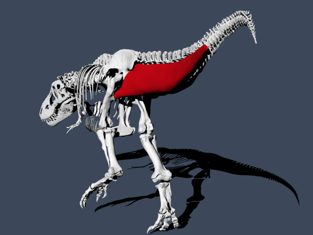 VIDEO: Tiranosaur Rex je hodao brzinom čovjeka VIDEO: Tiranosaur Rex je hodao brzinom čovjeka