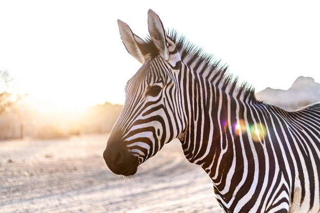 Zebra kao inspiracija za pametan nosivi izvor energije Zebra kao inspiracija za pametan nosivi izvor energije