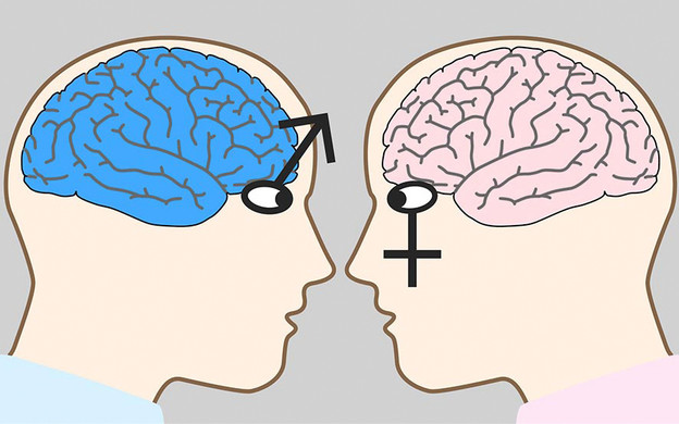 Žene imaju manje ali učinkovitije mozgove