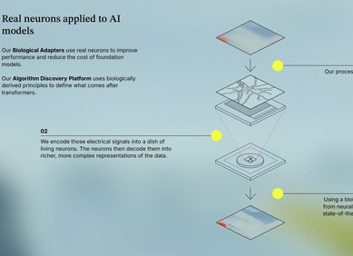 Živi neuroni integrirani u umjetnu inteligenciju