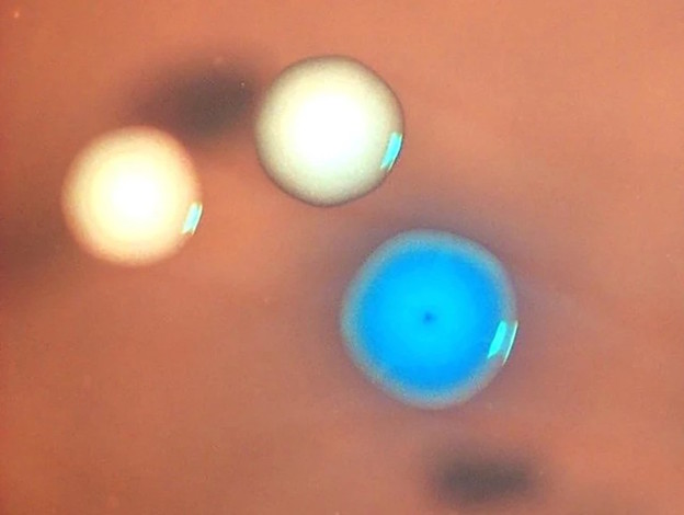 Zombi stanice se vraćaju iz mrtvih