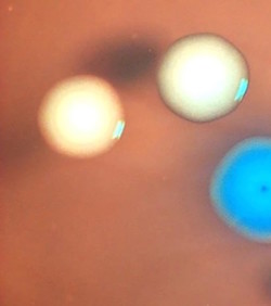 Zombi stanice se vraćaju iz mrtvih